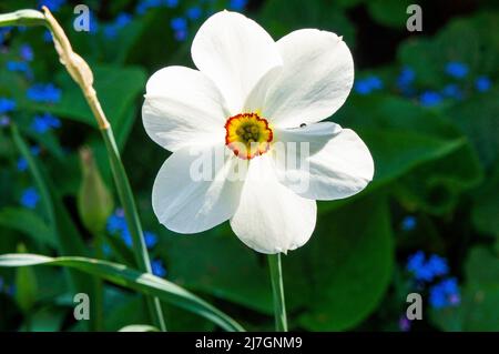 Der Fesselauge-Daffodil, Narcissus poeticus, blüht am 4. Mai 2022 in Pruhonice, Tschechien. (CTK Photo/Libor Sojka) Stockfoto