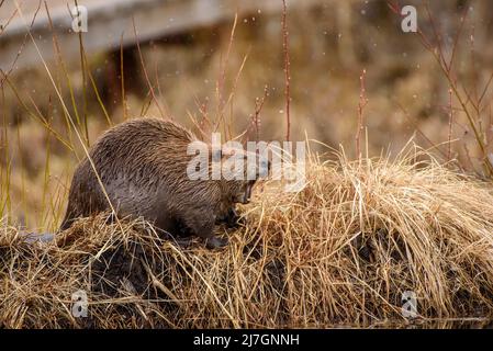 Ein großer Cast canadensis Biber, der auf einem grasbewachsenen Ufer des Teiches gähnend ist Stockfoto