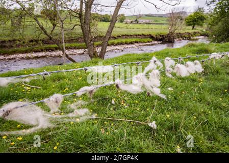 Schafwolle, die auf Stacheldraht entlang des Flusses Aire gefangen wird, mit wildem Knoblauch am fernen Ufer, gezeigt kurz unterhalb von Hanlith in Malhamdale Stockfoto