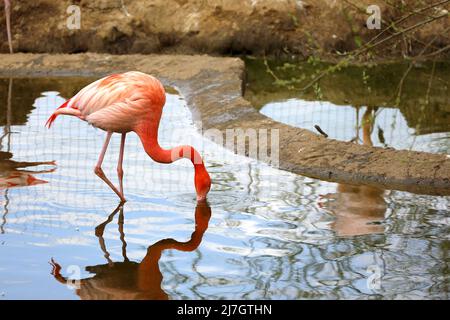 Roter Flamingo steht im Wasser des Zoos Stockfoto