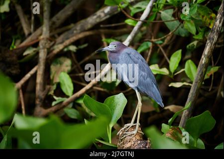 Kleiner Blaureiher (Egretta caerulea), Sierpe, Corcovado National Park, Osa Peninsula, Costa Rica, Mittelamerika Stockfoto