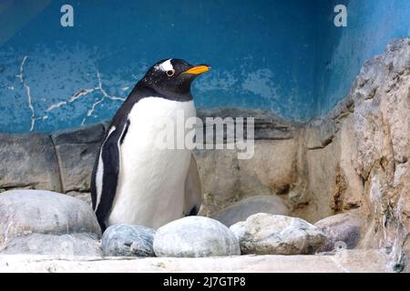 Gentoo Pinguin steht auf einem Felsen in einem Zoo. Pygoscelis papua ruht sich nach dem Schwimmen aus Stockfoto