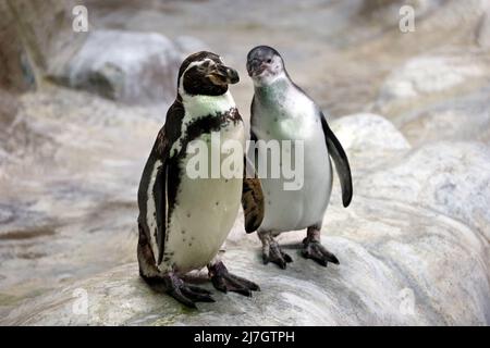 Ein paar Humboldt-Pinguine stehen an einem felsigen Ufer. Zwei südamerikanische Pinguine ruhen sich nach dem Schwimmen aus Stockfoto