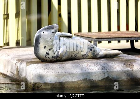 Graue Robbe, die auf einer Steinplatte im Zoo ruht. Halichoerus grypus liegt in der Sonne, Konzept des Lebens zu genießen Stockfoto