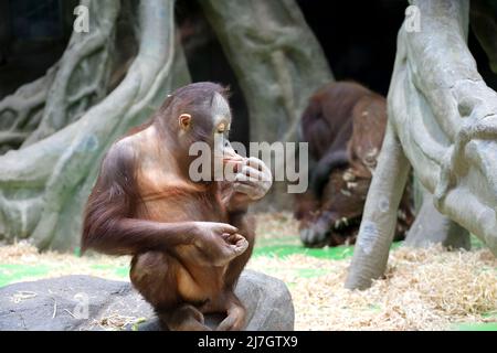 Sumatran Orang-Utan Familie im Zoo. Babyaffe sitzt auf einem Felsen im Vordergrund Stockfoto