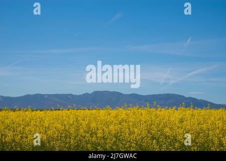 Colza Plantage. Soria, Spanien. Stockfoto