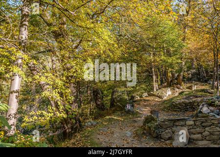 Kastanienwald im Bregaglia-Tal bei Soglio im Herbst, Graubünden, Schweiz Stockfoto