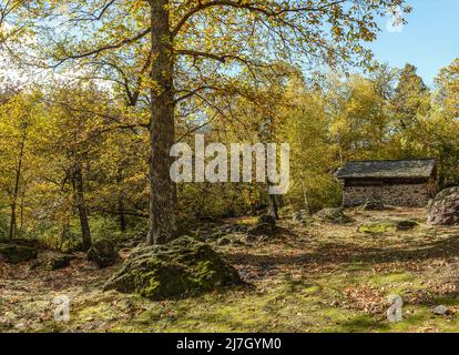 Kastanienwald im Bregaglia-Tal bei Soglio im Herbst, Graubünden, Schweiz Stockfoto