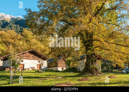 Kastanienwald im Bregaglia-Tal bei Soglio im Herbst, Graubünden, Schweiz Stockfoto