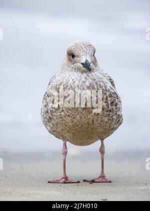 Jungtiere Heringsmöwe (Larus argentatus) Vertikal enger Rahmen auf Sand mit verschwommenem Hintergrund. Stockfoto