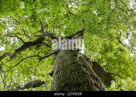 Blick auf ein Vordach aus englischer Eiche (Quercus robur) im Frühling Stockfoto