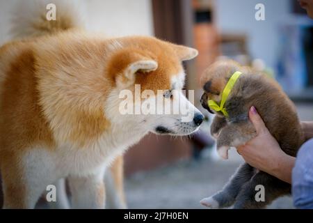 Akita inu Big Dog schnüffelt seinen niedlichen Welpen. Stockfoto