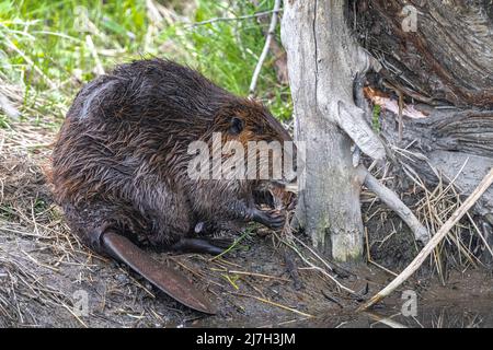 Nordamerikanischer Biber (Castor canadensis), der Bark frisst Stockfoto