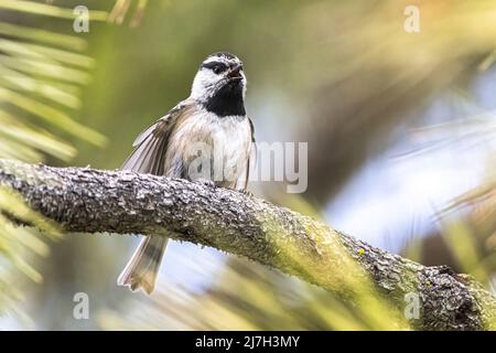 Mountain Chickadee (Poecile gambeli) auf dem Kiefernbaum-Zweig Stockfoto