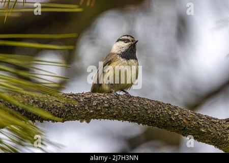 Mountain Chickadee (Poecile gambeli) auf dem Kiefernbaum-Zweig Stockfoto