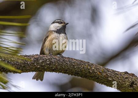 Mountain Chickadee (Poecile gambeli) auf dem Kiefernbaum-Zweig Stockfoto