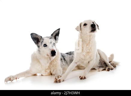 Parson russell Terrier und Border Collie vor weißem Hintergrund Stockfoto