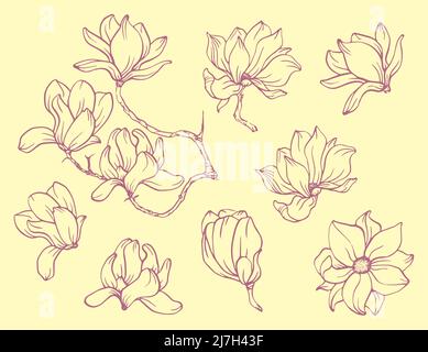 Set mit floralen Elementen. Skizze der Magnolienblume Stock Vektor