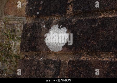 Detail einer weißen Flechte auf einer roten Ziegelwand Stockfoto