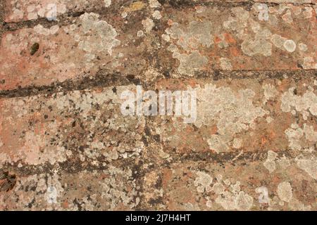 Detail der alten Ziegelarbeiten in Flechten abgedeckt Stockfoto