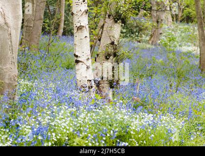 Waldboden mit blauem Teppich und Bärlauch unter den weißen Birken in Bluebell Woods Morpeth Northumberland Stockfoto