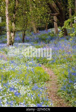 Ein kleiner Pfad zwischen Birken, der sich durch Bluebell Woods schlängelt und in Morpeth Northumberland Bluebells mit wildem Knoblauch vermischt Stockfoto