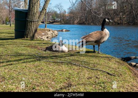 Kanadagans Branta canadensis. Männliche und weibliche Gans auf einem Nest mit Eiern Stockfoto