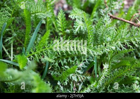 Grüne, gefiederte Blätter einer achillea millefolium- oder Schafgarbe-Pflanze im Garten Stockfoto