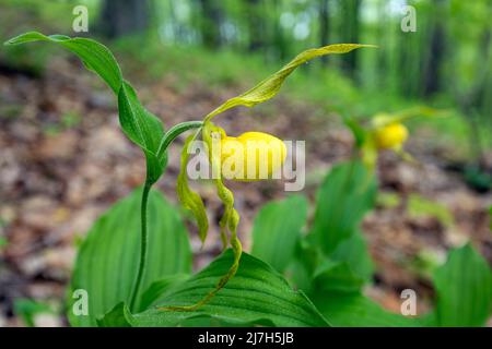 Große gelbe Lady's Slipper Orchid (Cypripedium parviflorum var. pubescens) - DuPont State Recreational Forest, Cedar Mountain, in der Nähe von Brevard, North Ca Stockfoto
