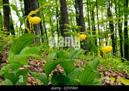 Große gelbe Lady's Slipper Orchid (Cypripedium parviflorum var. pubescens) - DuPont State Recreational Forest, Cedar Mountain, in der Nähe von Brevard, North Ca Stockfoto