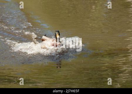 Strawberry Hill Pond Epping Forest Essex England Großbritannien Stockfoto