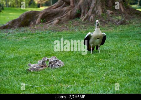 Wasservögel Familie ägyptische Gänse (Alopochen aegyptiacus, Nilgans). Mutter Tier und ihre Nachkommen brüllen mit offenen Schnäbeln. Monumentaler Redwood-Stamm und Stockfoto