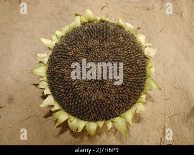 Sonnenblumenkopf-Details Hintergrund, Helianthus-Samenkopf-Detail. Stockfoto