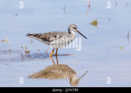 Großstadtvögel, der im flachen Wasser mit Reflexion spaziert Stockfoto