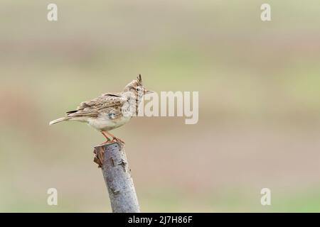 Crested Lark, Gallerida cristata, alleinerziehend auf dem Postweg, Tulcea, Rumänien, 23. April 2022 Stockfoto