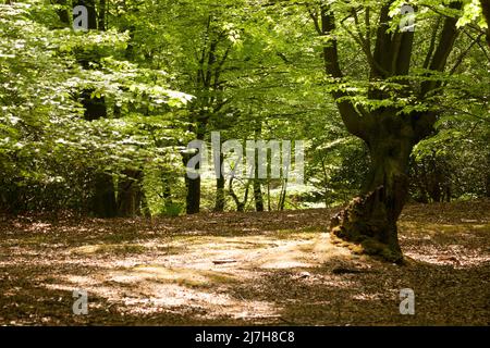 Ambreside Banks Epping Forest Essex England Großbritannien Stockfoto