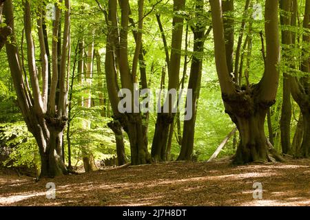 Ambreside Banks Epping Forest Essex England Großbritannien Stockfoto