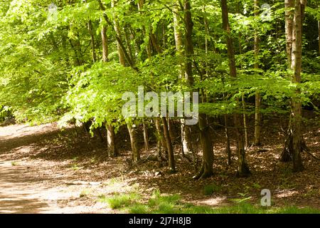 Ambreside Banks Epping Forest Essex England Großbritannien Stockfoto