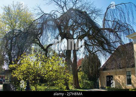 Monumentale Trauerbuche (fagus sylvatica pendula) im Frühjahr im Garten eines alten Herrenhauses in Warffum, Groningen, Niederlande Stockfoto