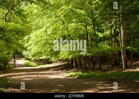 Ambreside Banks Epping Forest Essex England Großbritannien Stockfoto