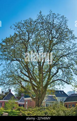 Kaukasische Flügelnuss, auch als kaukasische Walnuss (Pterocarya fraxinifolia) an einem klaren Tag im frühen Frühjahr. Dorf Warffum, Groningen, Niederlande Stockfoto