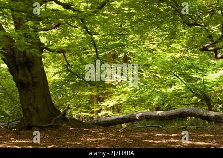 Ambreside Banks Epping Forest Essex England Großbritannien Stockfoto