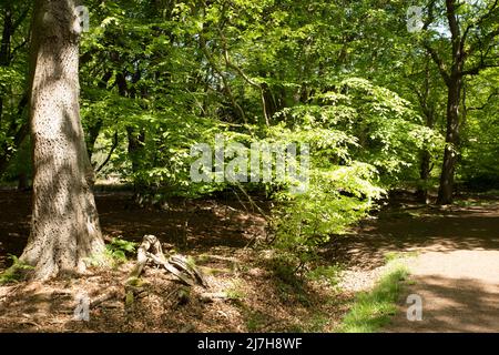 Ambreside Banks Epping Forest Essex England Großbritannien Stockfoto