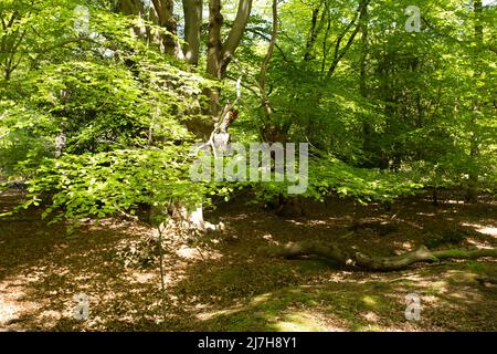 Ambreside Banks Epping Forest Essex England Großbritannien Stockfoto