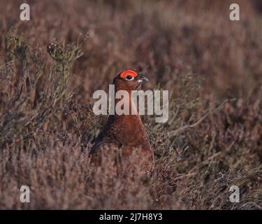 Moorschneehuhn in Heide Stockfoto