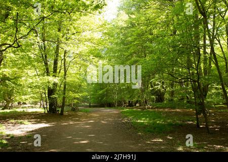 Ambreside Banks Epping Forest Essex England Großbritannien Stockfoto