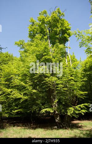Ambreside Banks Epping Forest Essex England Großbritannien Stockfoto