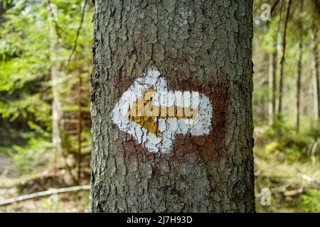 Gelbes Touristenschild nach rechts gezeichnet auf Fichtenstamm im lettischen Wald. Stockfoto