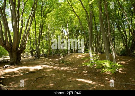 Ambreside Banks Epping Forest Essex England Großbritannien Stockfoto