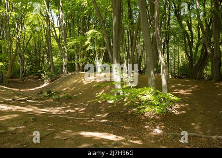 Ambreside Banks Epping Forest Essex England Großbritannien Stockfoto